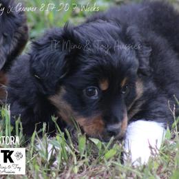 Miniature Australian Shepherd and Toy Australian Shepherd Puppies from TK Mini & Toy Aussies