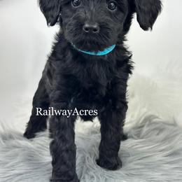 Evie - Black female Goldendoodle puppy in Milford, Indiana from Railway Acres Kennel