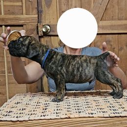 Royal Blue Collar - Brindle male Boerboel puppy in Pattison, Texas from Sure Bet Kennels