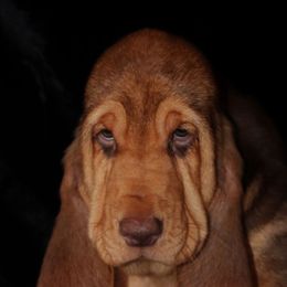 Bloodhounds and Bracco Italianos from Legend Bloodhounds