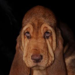 Bloodhounds and Bracco Italianos from Legend Bloodhounds