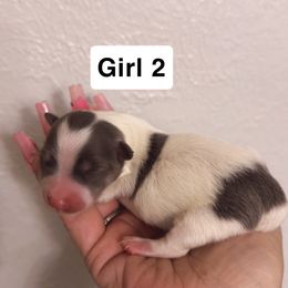 Girl 2 - White female Morkie puppy in Pittsburgh, Pennsylvania from Maria's Morkies & More