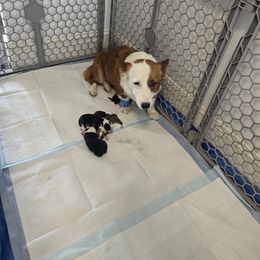 American Corgi Puppies from Whitecreek Corgis of Columbus, IN