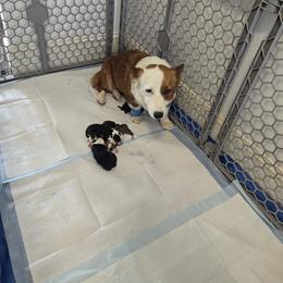 American Corgi Puppies from Whitecreek Corgis of Columbus, IN