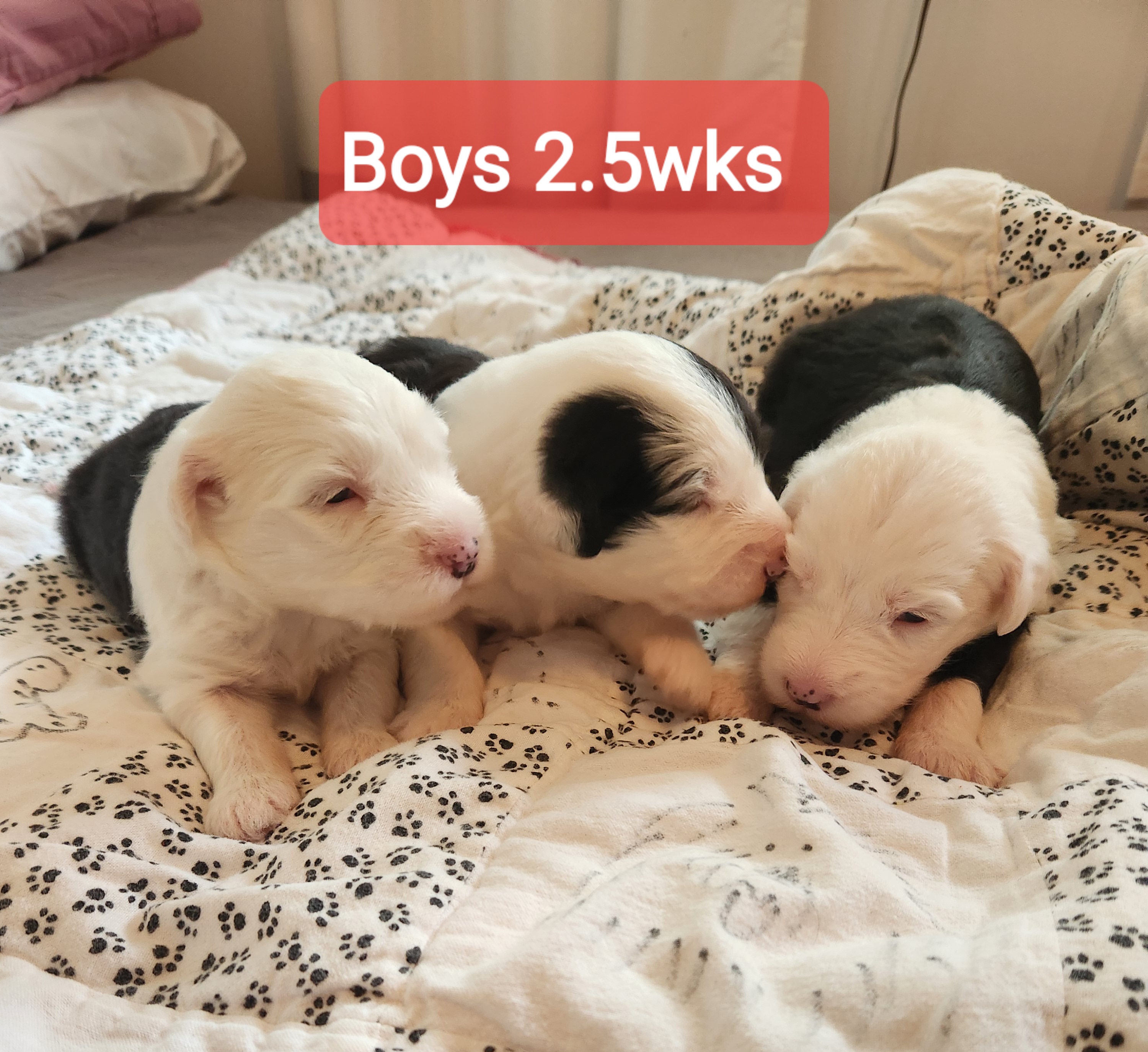 Old English Sheepdog Puppies from Mt. Haggin OES