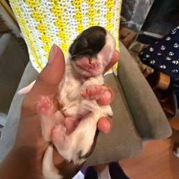 Boy 1 - Gold and white male Shih Tzu puppy in Suwanee County, Florida from Everlasting Shih Tzu