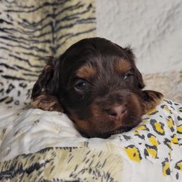 Jesse - Brown and tan male Cockapoo puppy in Missouri from KDK Missouri Miniature Poodles