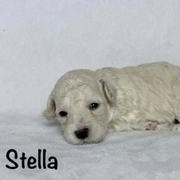 Stella - Cream female Poodle puppy in Cartersville, Georgia from Little Legacy Puppies