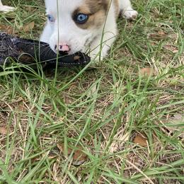 American Corgi and Pembroke Welsh Corgi Puppies from Swell Corgis