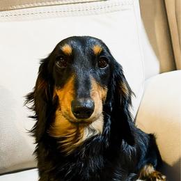 Milo - Dachshund
