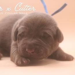 Blue Boy - Chocolate male Labrador Retriever puppy in Capron, Virginia from Triple Creek Kennel