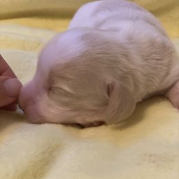 Mochi - Piebald male Dachshund puppy in Great Bend, Pennsylvania from Dashing Doxies