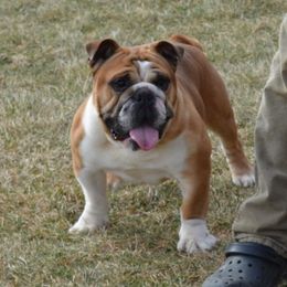 Leo - Bulldog