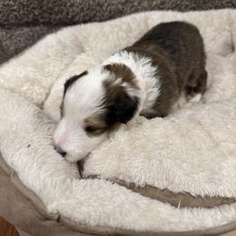 Skye (pink) - Sable and white female Shetland Sheepdog puppy in Mi   Clarkston, Michigan from Heslip Family Puppies