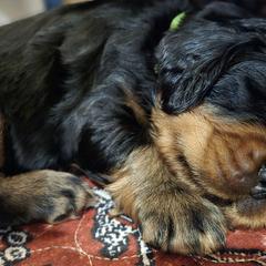 Gordon Setters from Sun-sett Gordon Setters