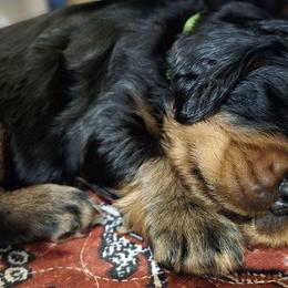 Gordon Setters from Sun-sett Gordon Setters