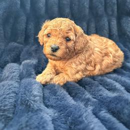 Girl 1 - Apricot female Poodle puppy in Queen Creek, Arizona from Desert Born Kennel