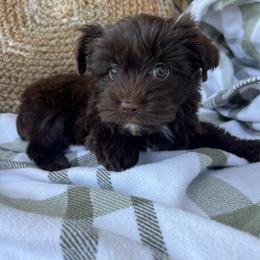 Pippa - Chocolate, tan and white female Yorkshire Terrier puppy in Calhoun, Georgia from Peach State Yorkies