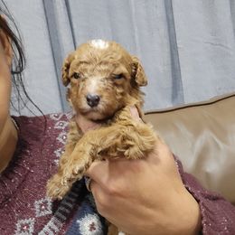 Snow - Apricot female Goldendoodle puppy in Milwaukwe, Wisconsin from Wisconsin Doodles