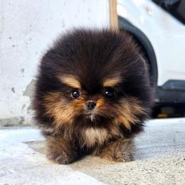 Truffle - Black and tan female Pomeranian puppy in Chino, California from Teddy-Faced Teacup Pomeranians