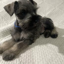Lincoln - Salt and pepper male Miniature Schnauzer puppy in San Diego, California from KMS-Miniature Schnauzers