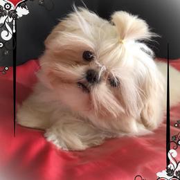 Shih Tzus from Lorry's Ark