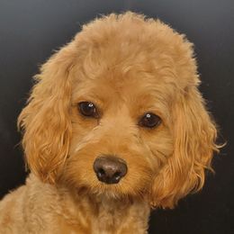 Lolita - Cockapoo