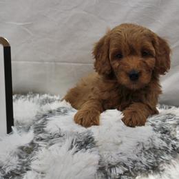 Goldendoodle and Poodle Puppies from Partridge Doodles and Poodles