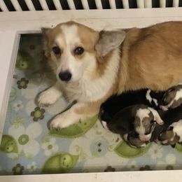 Coton de Tulear and Pembroke Welsh Corgi Puppies from Marnac