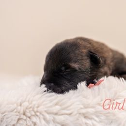 Rose - Gold brindle female Dutch Shepherd puppy in Auburn, Georgia from Faberge Hollandse Herdershond