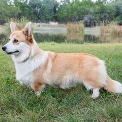 Gabby - Pembroke Welsh Corgi