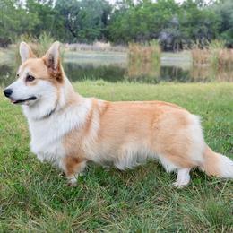 Gabby - Pembroke Welsh Corgi