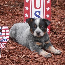 Marquis de Lafayette - Blue mottled male Australian Cattle Dog puppy in Buffalo Valley, Tennessee from Buffalo Valley Breeders