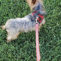 Chihuahuas, Poodles, and Yorkshire Terriers from Connie Toy Poodles & Chihuahuas Puppies