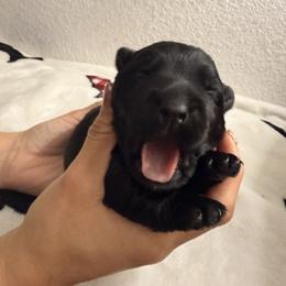 Pepper - Black female Scottish Terrier puppy in Victorville, California from Santas Scotties