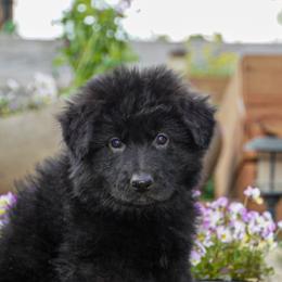 Cream Collar - Black female German Shepherd puppy in Howell, Michigan from Sheyenne’s Shepherds