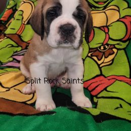 Boy 2 - Brown and white Saint Bernard puppy in Brandon, South Dakota from Split Rock Saints