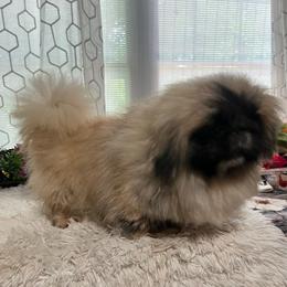 AKC BOBO - Fawn male Pekingese puppy in Elgin, South Carolina from Silver Bells Paw Prints