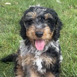 Bernedoodle puppies from Gun Lake Bernedoodles
