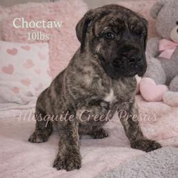 Choctaw - Tiger male Perro de Presa Canario puppy in Horizon, Texas from Mesquite Creek Kennels