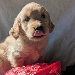 Dolly - Golden female Golden Retriever puppy in Colville, Washington from Rosehaven Homestead
