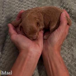 Mac (MacIntosh) - Apricot male Schnoodle puppy in Cleveland, Tennessee from River and Pine Pups