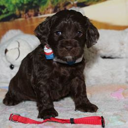 Cockapoo Puppies from JP Cockapoos LLC