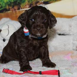 Cockapoo Puppies from JP Cockapoos LLC