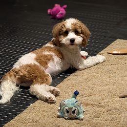 Bali - Cavapoo