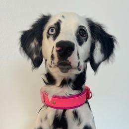 Rory - Dalmatian