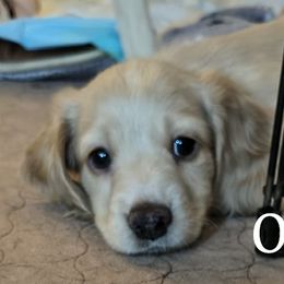 Dachshund Puppies from Costal Cream Doxies