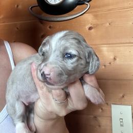 Girl 1 - Dapple female Dachshund puppy in Cheyenne, Wyoming from Great Basin Hounds