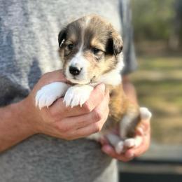Ms. Brown - Sable female Collie puppy in Tallahassee, Florida from Lampost Kennels