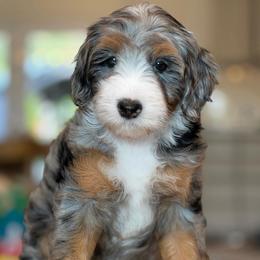 Gretchen - Tri-color female Bernedoodle puppy in Yuciapa, California from AlltheDoodlez_